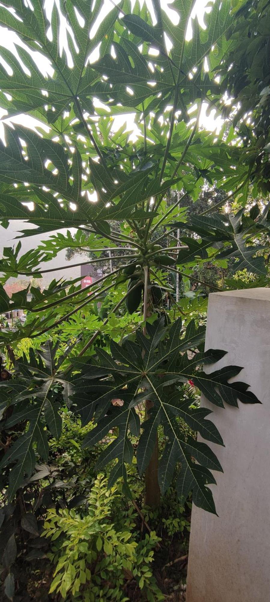 Koonamparayil Home Stay Munnar Anaviratty-Family Only Exterior foto
