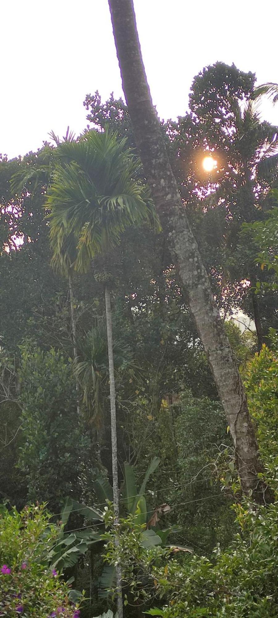 Koonamparayil Home Stay Munnar Anaviratty-Family Only Exterior foto