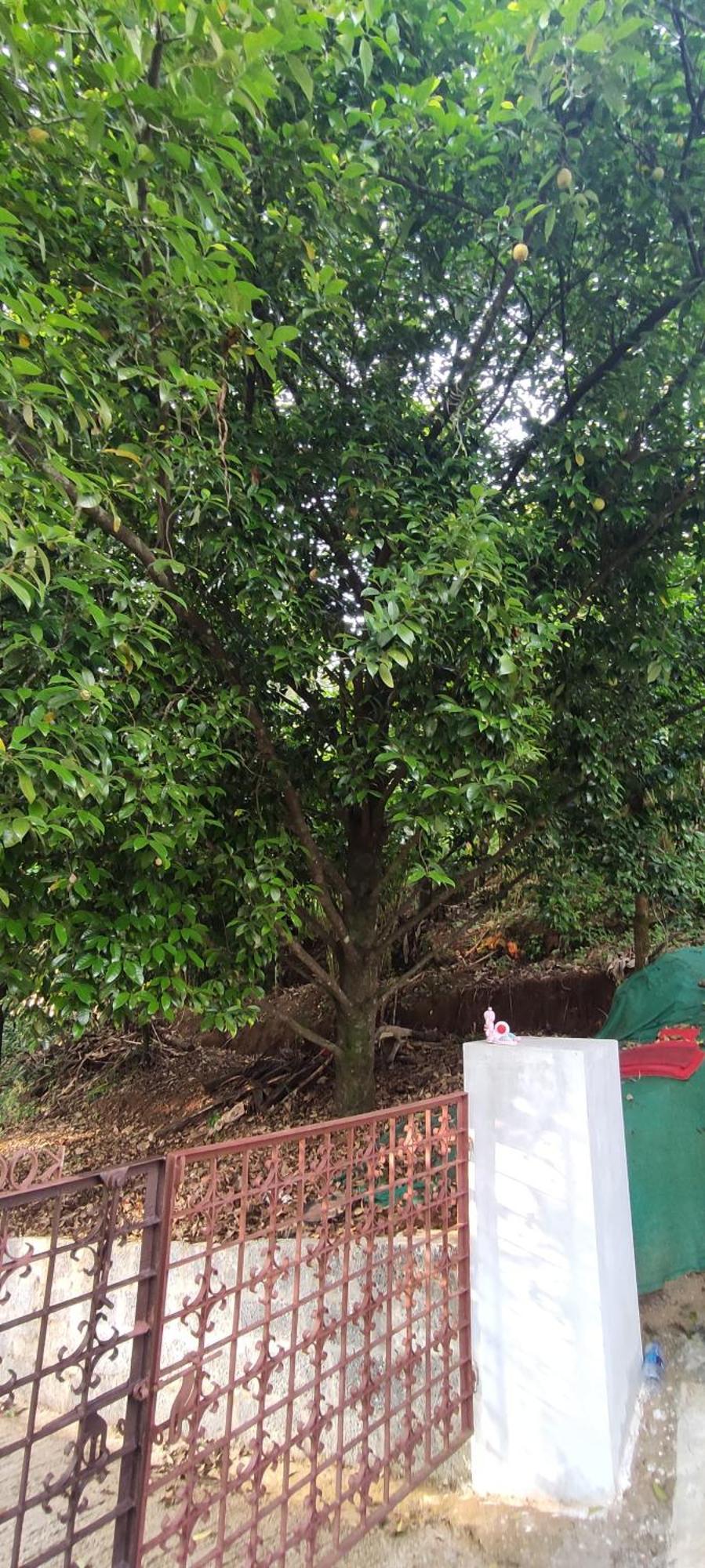 Koonamparayil Home Stay Munnar Anaviratty-Family Only Exterior foto